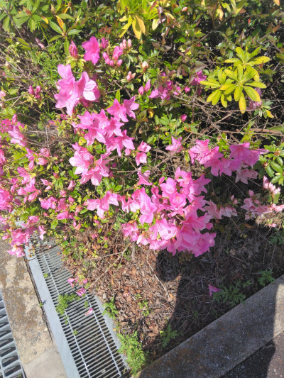 ましろの写メ